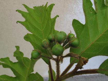 Frutti di Solanum torvum