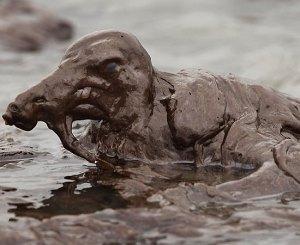 Guardiamo gli Animali straziati dalla marea nera!