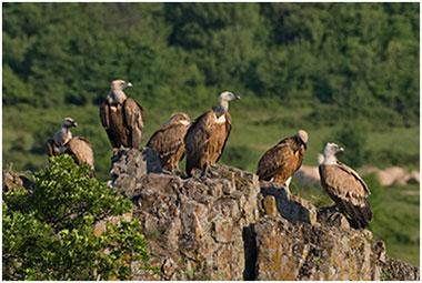 SUD AFRICA 2010, È STRAGE AVVOLTOI PER PREVEDERE RISULTATI - SOUTH AFRICA 2010, SLAUGHTER OF VULTURES TO PREDICT RESULTS