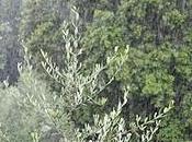 venti millimetri pioggia