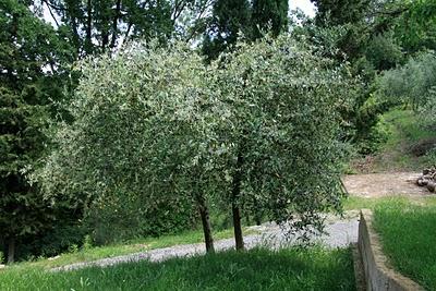 olivi in fiore