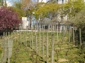 Vigneti Parigi
