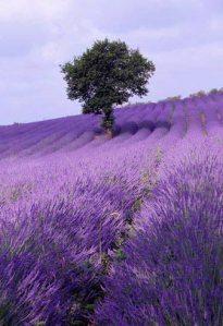 PROFUMO DI LAVANDA (romanzo in lavorazione)