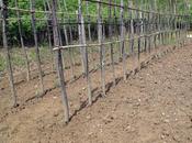 Sostegni tutori nell’orto, alcuni esempi utilizzi frasche pali