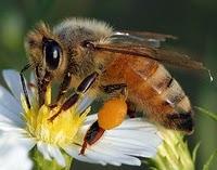 apis mellifera africa