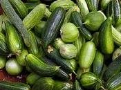 hanno cresciuto frise “Menunceddrhe” (Cucumis melo var. Chate (Hasselq.) Filov)