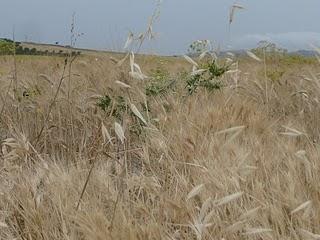 Riserva naturale Macalube d'Aragona