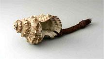 La conchiglia degli dei delle Fiji Davui Shell