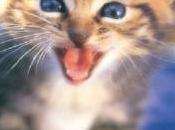 Gattologia
