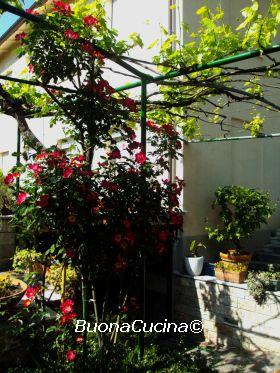 In giardino la rosa canina ha fatto una fioritura eccezionale…