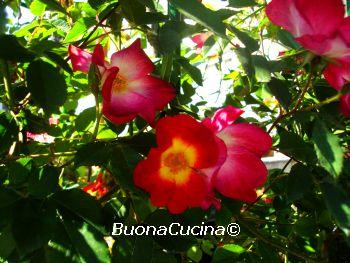 In giardino la rosa canina ha fatto una fioritura eccezionale…