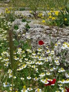 Fiori tra le rovine