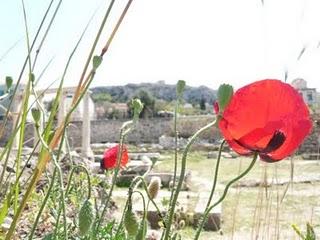 Fiori tra le rovine