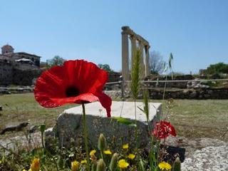 Fiori tra le rovine