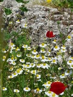 Fiori tra le rovine