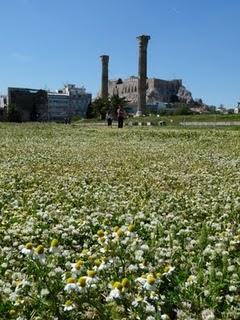 Fiori tra le rovine