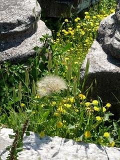 Fiori tra le rovine