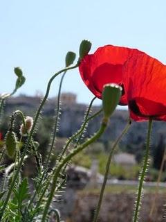 Fiori tra le rovine