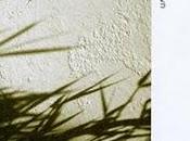 Gazelle Sunblown [2008]