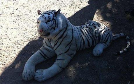 Poliziotti cacciano per ore una tigre bianca: era un peluche!