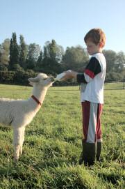 Alpaca: preziosa, naturale…simpatica!