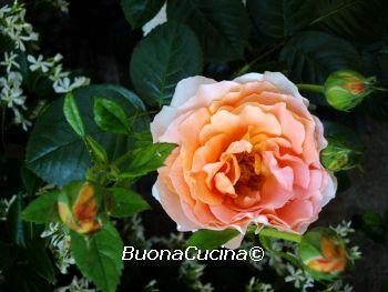 Maggio è il mese dei fiori e delle rose…