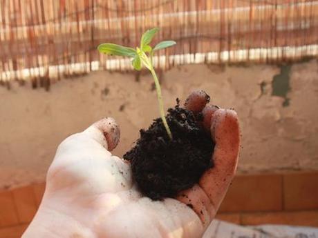 Oh, Madonna protettrice delle carotine, fa’ che vivano