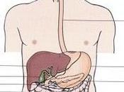 L’intestino: nostro secondo cervello