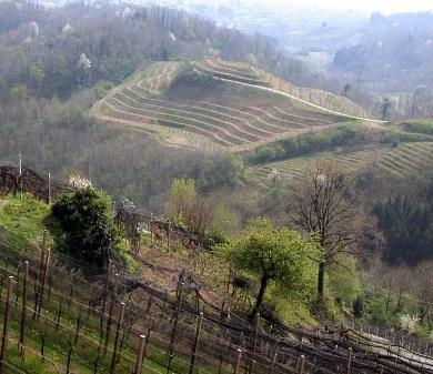 Vino Ramandolo - Friuli Venezia Giulia