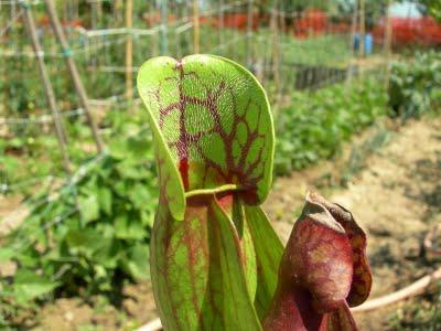 Sarracenia purpurea subsp. purpurea, vigorous form, Ireland