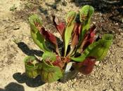 Sarracenia purpurea subsp. purpurea, vigorous form, Ireland