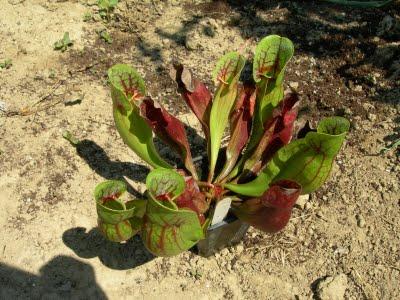 Sarracenia purpurea subsp. purpurea, vigorous form, Ireland