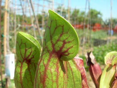 Sarracenia purpurea subsp. purpurea, vigorous form, Ireland