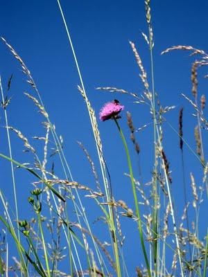 POESIE  IN  VETRINA  :  CARLA