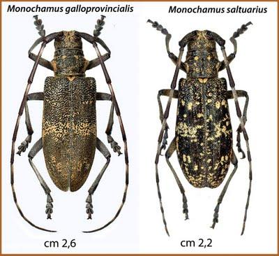 Il Monochamus sutor, un Coleottero che minaccia i nostri boschi