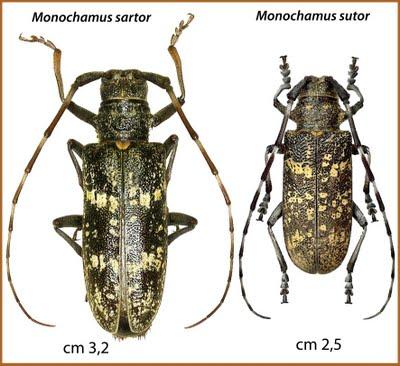 Il Monochamus sutor, un Coleottero che minaccia i nostri boschi