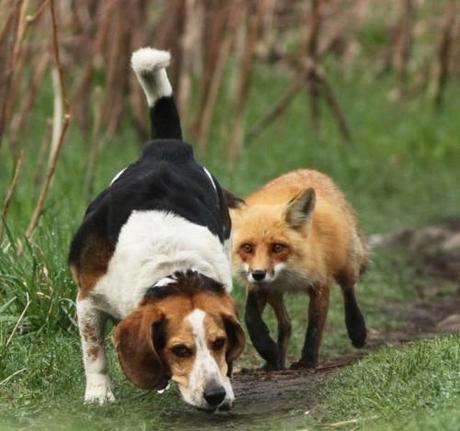 Il cane da caccia più distratto del mondo. Ovvero: l'importante è crederci!