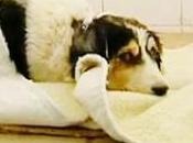 Malta, cane torturato sepolto vivo