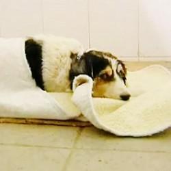 Malta, cane torturato e poi sepolto vivo