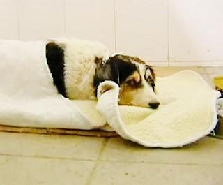 Malta, Cane in grave pericolo cerca un padrone.