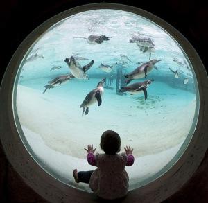 La nuova spiaggia dei pinguini al London Zoo