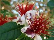 Poesie vetrina achab