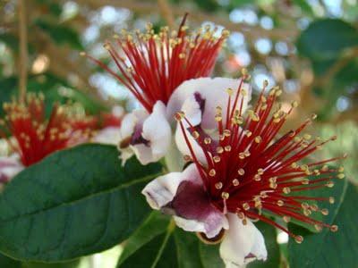 POESIE  IN  VETRINA  :  ACHAB