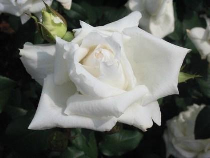 ROSA 1, ROSA 2, ROSA 3