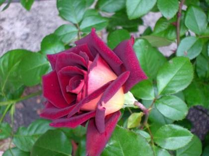 ROSA 1, ROSA 2, ROSA 3