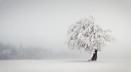 Il fascino della nebbia nella fotografia