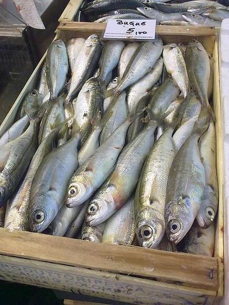 Cronache Slowfish 10 - foto di pesci che dobbiamo imparare a conoscere e comperare