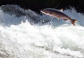 Come un salmone: dal terremoto in Giappone agli italo-levantini a Bisanzio