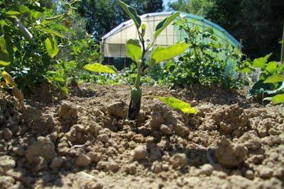 dopo il fiore, il frutto