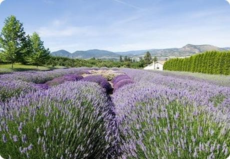 lavender farm, british columbia